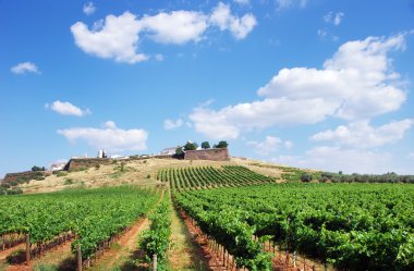 Stock Photo - Vineyard at Portugal,Estremoz, Alentejo region clipart