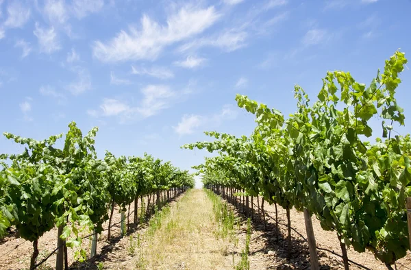 Wijngaard op ten zuiden van portugal, alentejo regio — Stockfoto