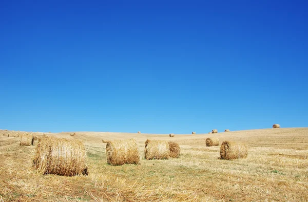 Тюки сена в поле во время сбора урожая — стоковое фото