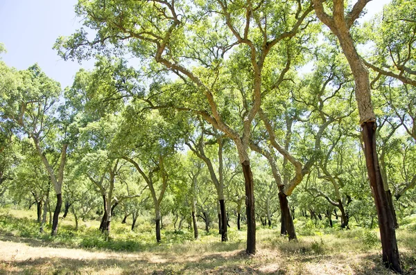 Cork bomen in ten zuiden van Portugal, Alentejo — Stockfoto