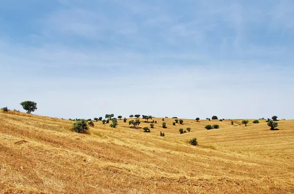 Paesaggio del campo di paglia, regione dell'Alentejo, Portogallo — Foto Stock