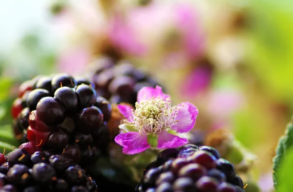 Close-up de amoras e flor — Fotografia de Stock