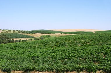 Portekiz'in alentejo bölgesi güneyinde, bağ.