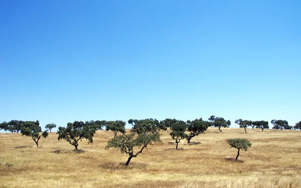 Mediterrán táj, tölgy fa — Stock Fotó