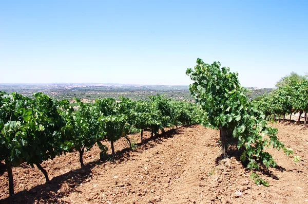 Weinberge in der berühmten Region reguengos monsaraz, Portugal — Stockfoto