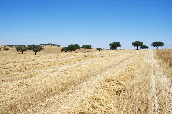 Landscape of straw field at south of Portugal — Stock Photo, Image