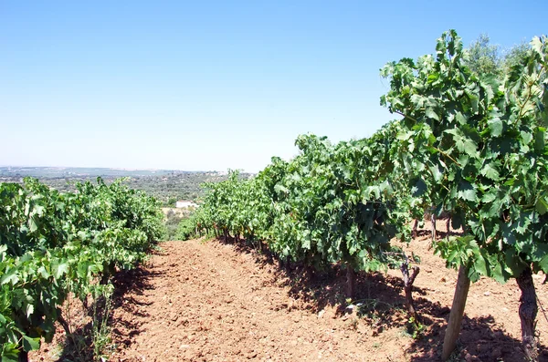 Vinice v regionu alentejo, Portugalska — Stock fotografie