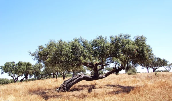 Carvalho velho na floresta mediterrânea — Fotografia de Stock