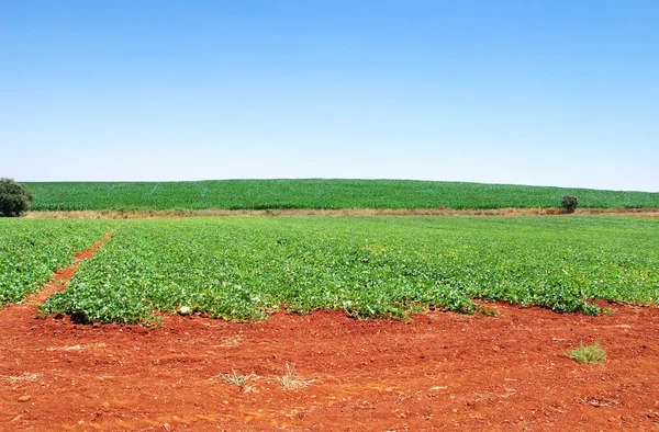 Ripe melons on the field of Alentejo, Portugal — Stock Photo, Image