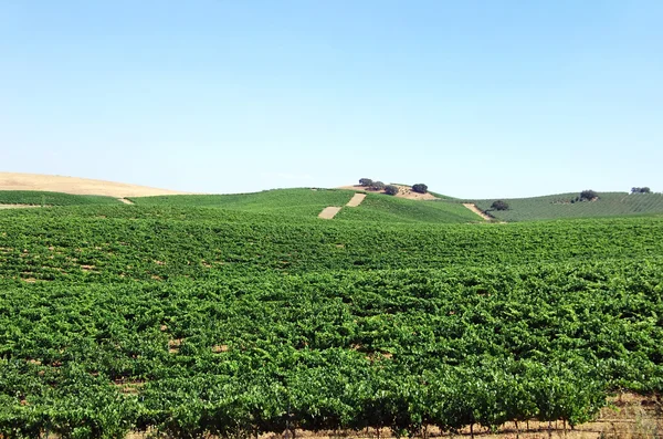 Wijngaard op ten zuiden van portugal, alentejo regio. — Stockfoto