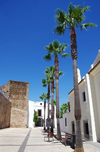 Palmy v městě náměstí Olivenza, jih Španělska — Stock fotografie