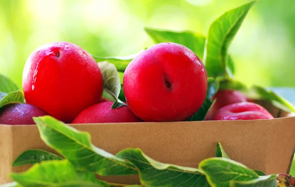 Prunes rouges mûres sur le panier — Photo