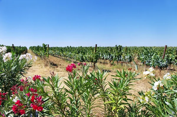 Květiny v portugalské vinice, regionu Alentejo — Stock fotografie