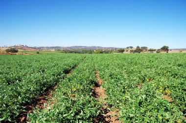 cultivated field with tomato plants at Portugal clipart