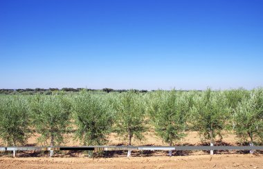Zeytin ağacı plantasyonunda Portekiz güneyinde
