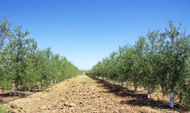 Zeytin ağacı plantasyonunda Portekiz güneyinde