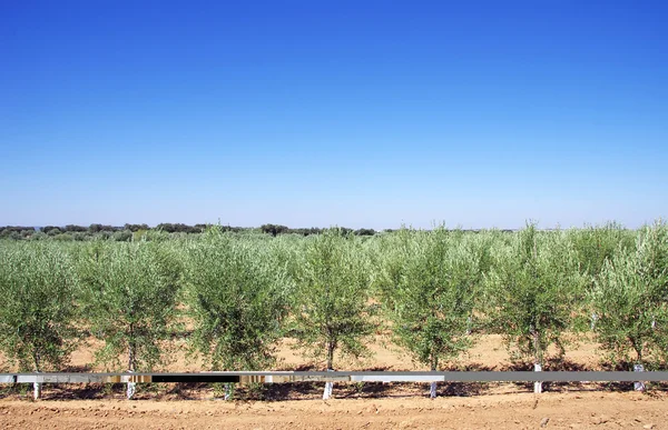 Plantação de oliveiras no sul de Portugal — Fotografia de Stock