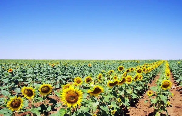 Sun flowers field in south of Portugal — Stock Photo, Image