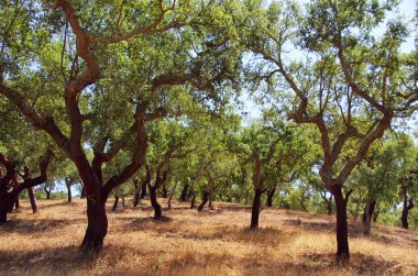 cork oak trees in south of Portugal clipart