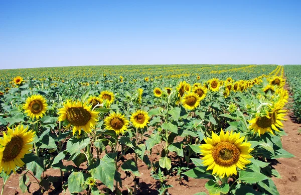 Sunflowers field, alentejo, Portugal — Stock Photo, Image