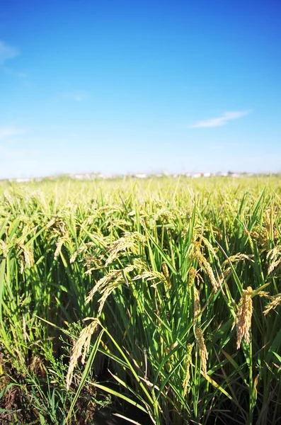 Planta de arroz crescendo no campo terraço — Fotografia de Stock