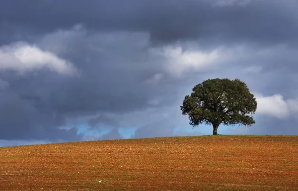 Μοναχικό Δέντρο Στον Τομέα Του Alentejo Πορτογαλία — Φωτογραφία Αρχείου