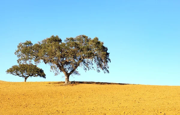 Δέντρα Στον Τομέα Alentejo Νότια Της Πορτογαλίας — Φωτογραφία Αρχείου