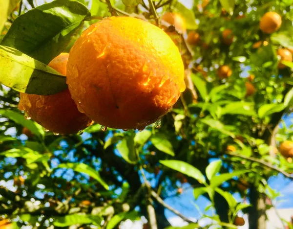 Narancssárga Gyümölcs Közelsége Fán — Stock Fotó