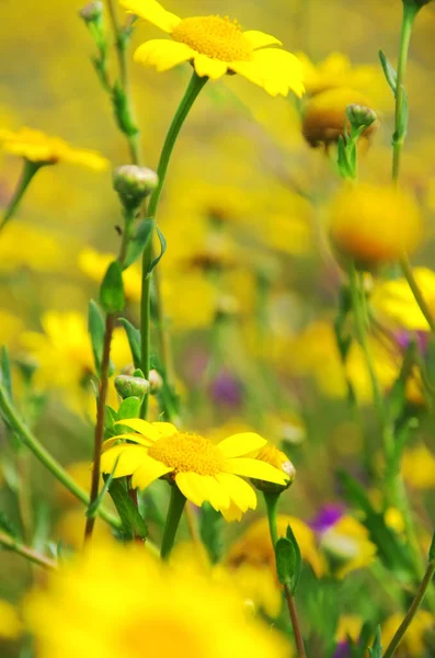 黄色の野生の花 Alentejoフィールド ポルトガル — ストック写真