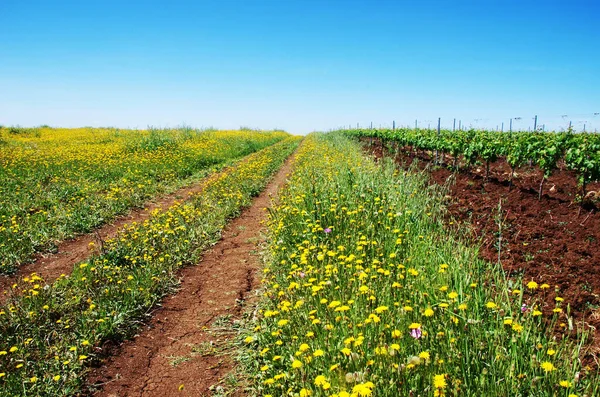 Gökyüzüne Karşı Yabani Çiçek Çayırı Alentejo Bölgesi Portekiz — Stok fotoğraf