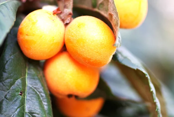 Egy Csomó Érett Loquat Ágán Jogdíjmentes Stock Fotók