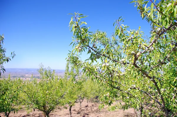 Almond trees on field — Stock Photo, Image