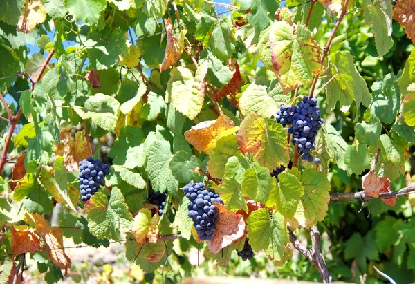 Grappe su una fila di vigneti — Foto Stock