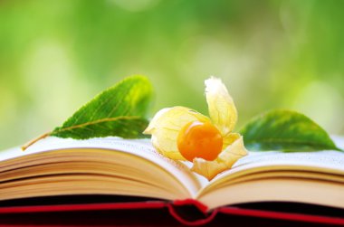 Physalis meyve açık kitap üzerine