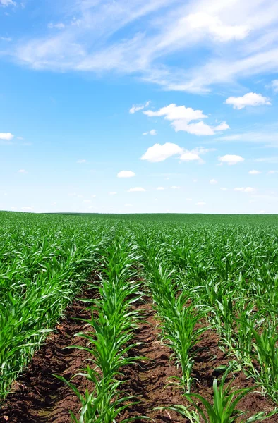 Kukuřičné pole a modré nebe — Stock fotografie