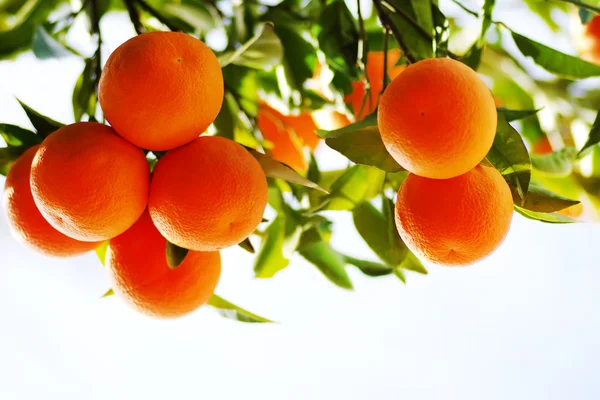 Ramo di arancio frutti — Foto Stock