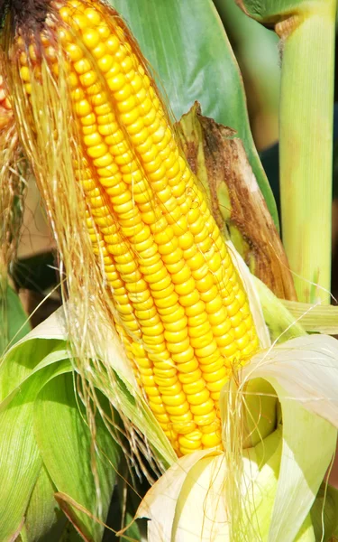 Primer plano del maíz amarillo — Foto de Stock