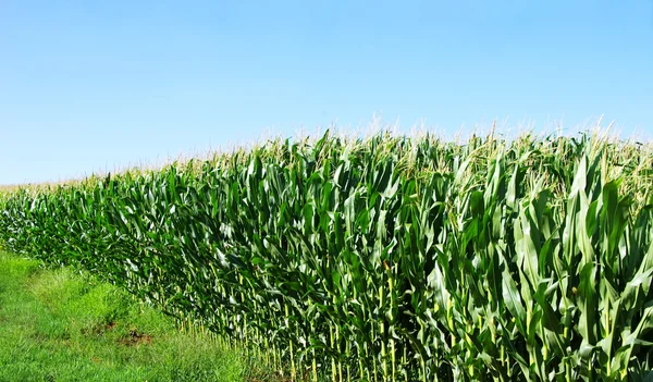 Corn field at Portugal — Stock Photo, Image