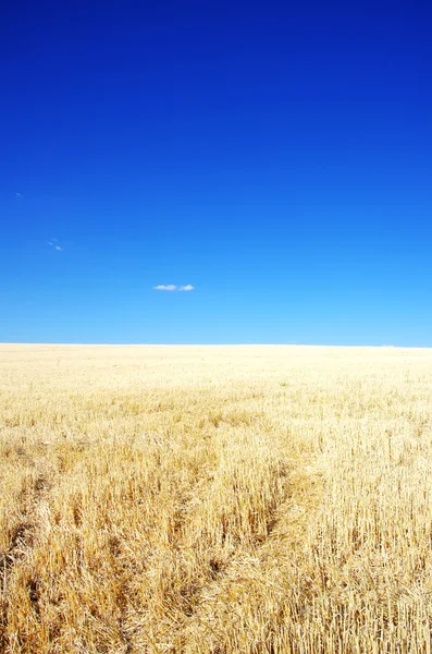 Stoppels achtergrond en blauwe hemel — Stockfoto