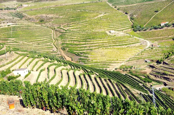 Douro üzüm bağları peyzaj — Stok fotoğraf