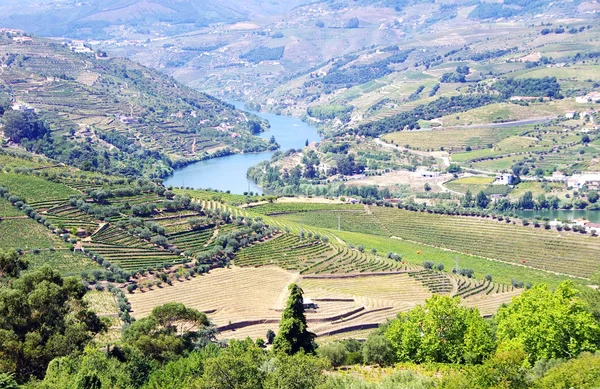 Vignobles dans la vallée du Douro, Portugal — Photo