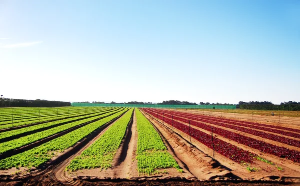 Terra arável com legumes jovens — Fotografia de Stock