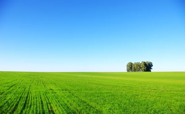 Pohon-pohon di ladang gandum di Portugal . — Stok Foto