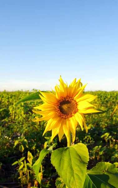 Sunflower field over  blue sky — Stock Photo, Image