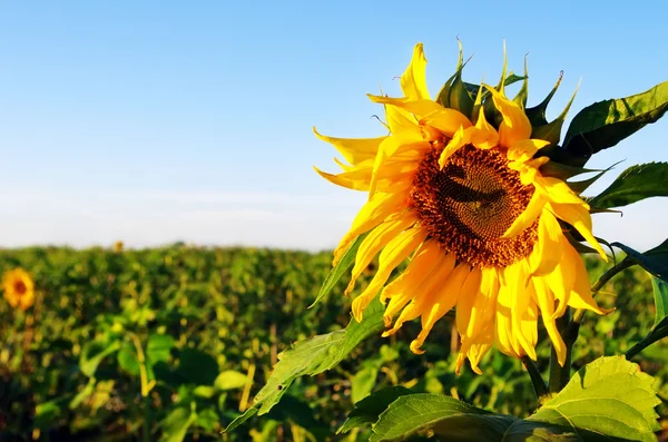 Sunflower field over  blue sky — Stock Photo, Image