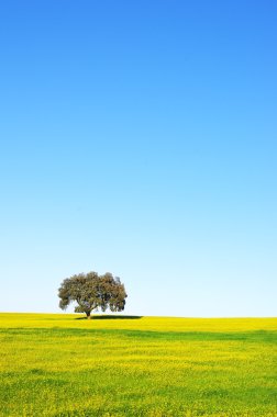 Portekiz, sarı alan ağacında