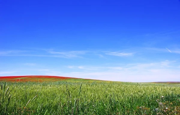 Tavaszi mező, alentejo régió, Portugália. — Stock Fotó