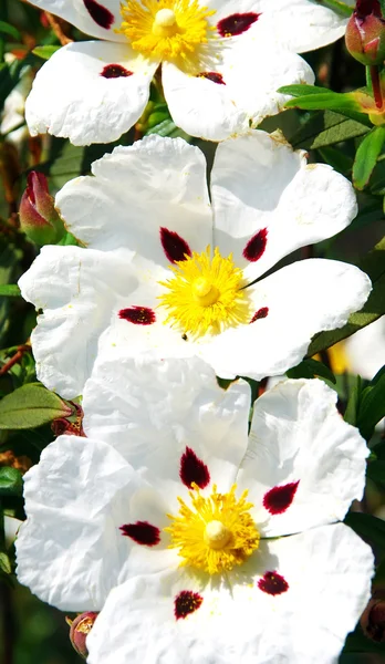 Guma rockroses - Cistus ladanifer — Zdjęcie stockowe