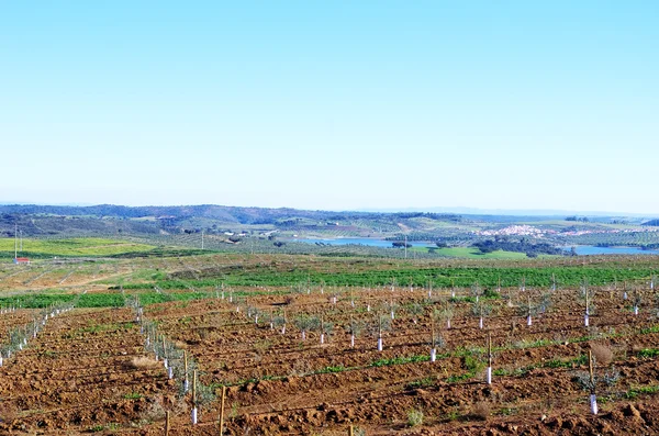 Olivenhain in der Ebene von Alentejo, Portugal — Stockfoto