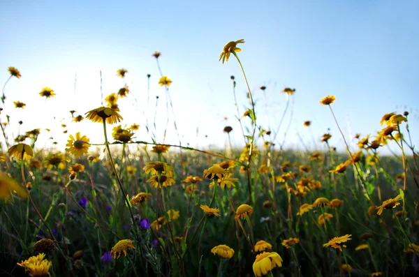 夕暮れ時のフィールドの野生の花 — ストック写真